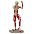 Megata no Kyojin Figurines Anime Attack On Titan Miniatures Ornaments Annie Leonhart PVC Model Doll Toy Manga Garage Kits Figure